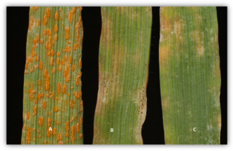 Lopsided oat: Avena strigosa primary leaf infection type (IT) phenotypes inoculated with Puccinia coronata f. sp. avenae , races TTTG and QTGB.