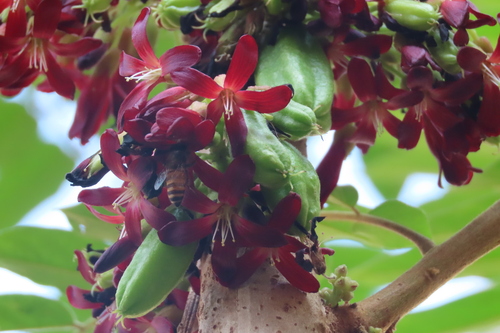 Bilimbi (Averrhoa bilimbi)