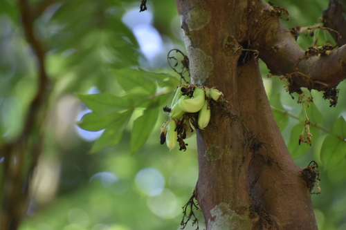 Bilimbi (Averrhoa bilimbi)
