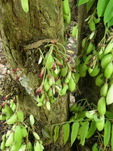 Bilimbi (Averrhoa bilimbi)