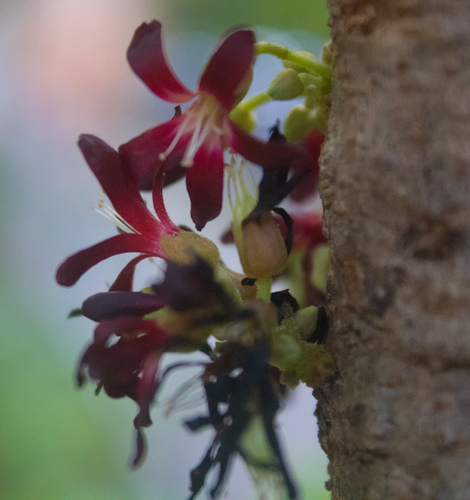 Bilimbi (Averrhoa bilimbi)