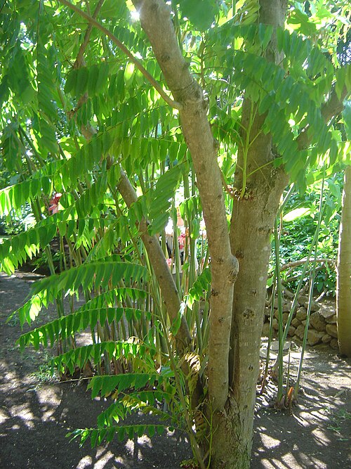 Bilimbi: Photograph taken at the Jardin d'Éden botanical park, Saint-Gilles les Bains (commune of Saint-Paul), Réunion Island (Indian Ocean, a part of the French Republi