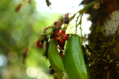 Bilimbi (Averrhoa bilimbi)