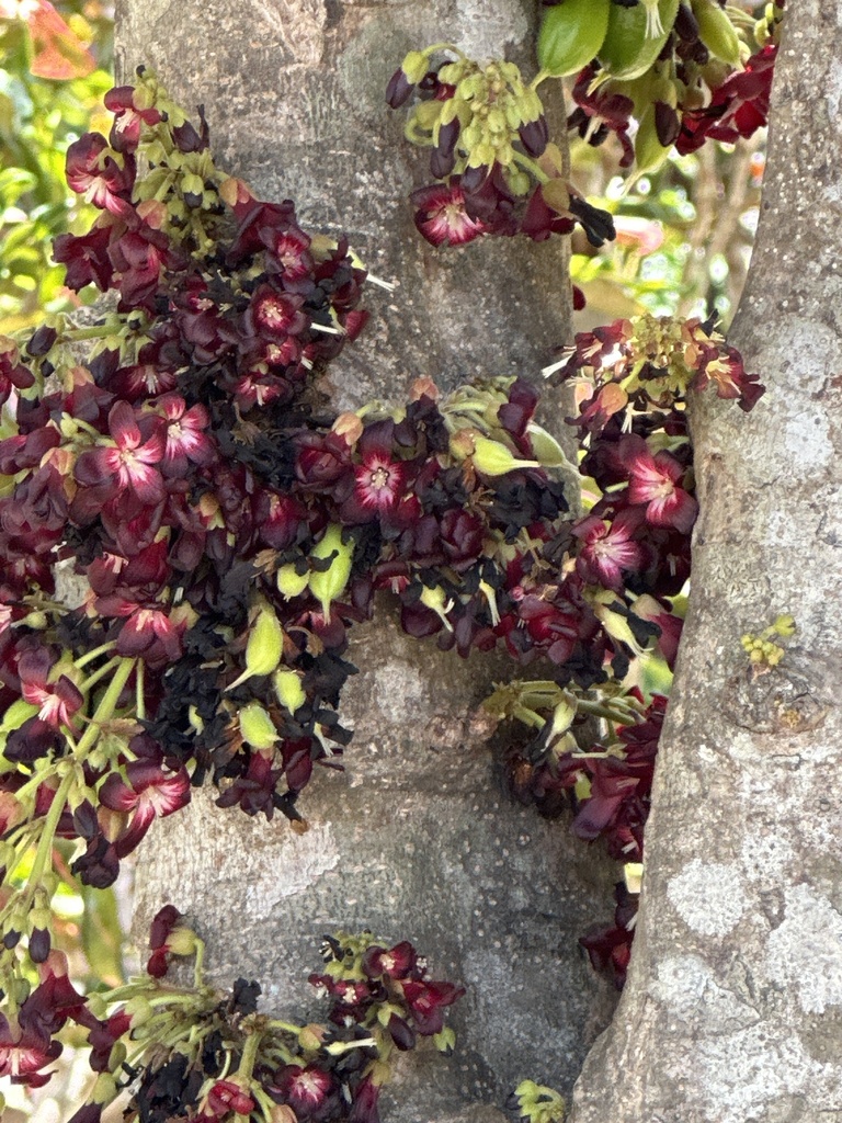 Bilimbi (Averrhoa bilimbi)