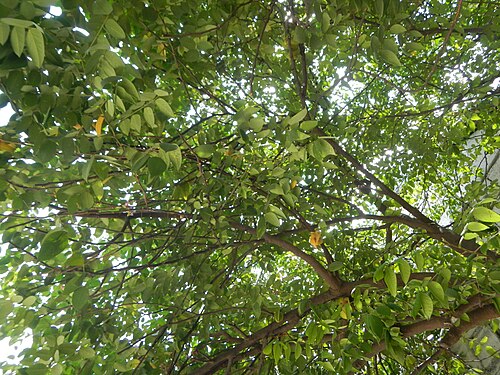 Carambola: Averrhoa carambola - Balimbing carambola o starfruit in Barangay Poblacion, Baliuag, Bulacan UV Express terminal.