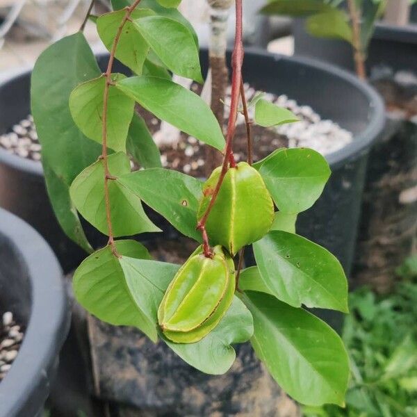 Carambola (Averrhoa carambola)