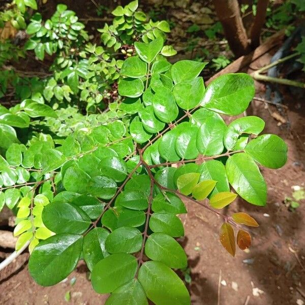 Carambola (Averrhoa carambola)