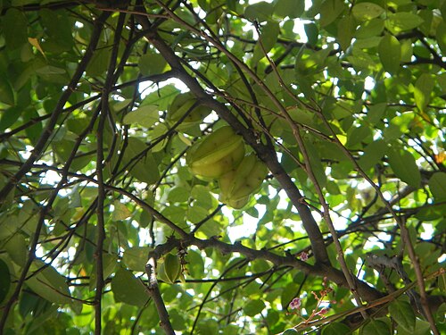 Carambola: Averrhoa carambola - Balimbing carambola o starfruit in Barangay Poblacion, Baliuag, Bulacan UV Express terminal.