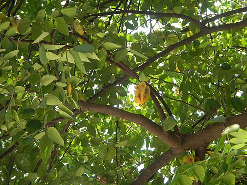 Carambola: Averrhoa carambola - Balimbing carambola o starfruit in Barangay Poblacion, Baliuag, Bulacan UV Express terminal.