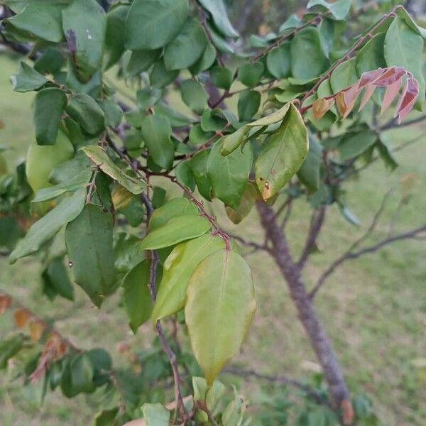 Carambola (Averrhoa carambola)