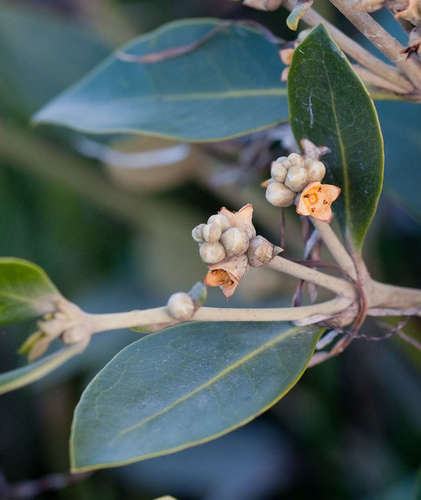 Gray mangrove (Avicennia marina)