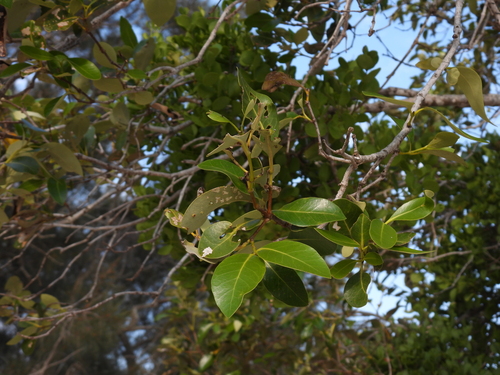Gray mangrove (Avicennia marina)