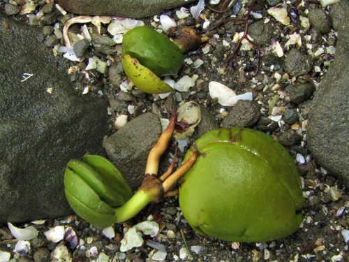 Gray mangrove (Avicennia marina)