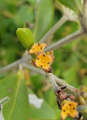 Gray mangrove (Avicennia marina)