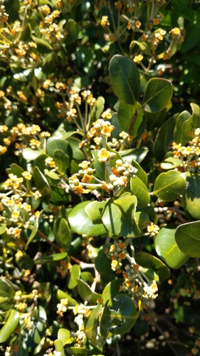 Gray mangrove (Avicennia marina)