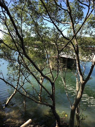 Gray mangrove (Avicennia marina)
