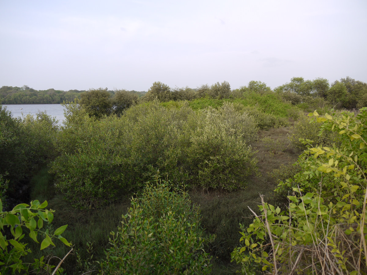 Gray mangrove: Acanthaceae (acanthus or ruellia family) » Avicennia marina av-ih-SEN-ee-uh -- named for Avicinna (Ibn Sina), Persian physician-philosopher mar-EE-nuh -- meanin