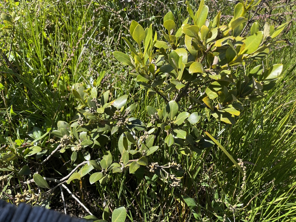 Gray mangrove (Avicennia marina)