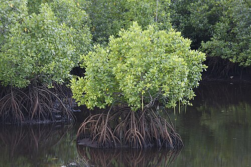 Gray mangrove: Semporna, Sabah: Mangroves, seen from the bridge between Kg. Bubul and Sri Jaya Water Village
