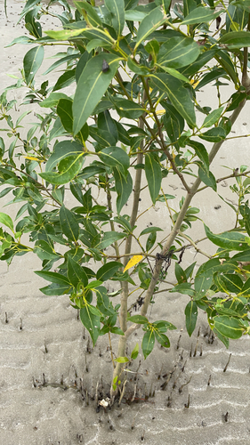 Gray mangrove (Avicennia marina)