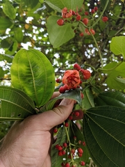 Axinaea costaricensis (Axinaea costaricensis)