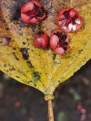 Axinaea costaricensis (Axinaea costaricensis)