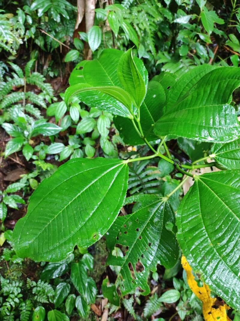 Axinaea robusta (Axinaea robusta)