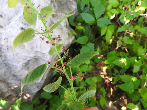 Ayenia abutilifolia (Ayenia abutilifolia)