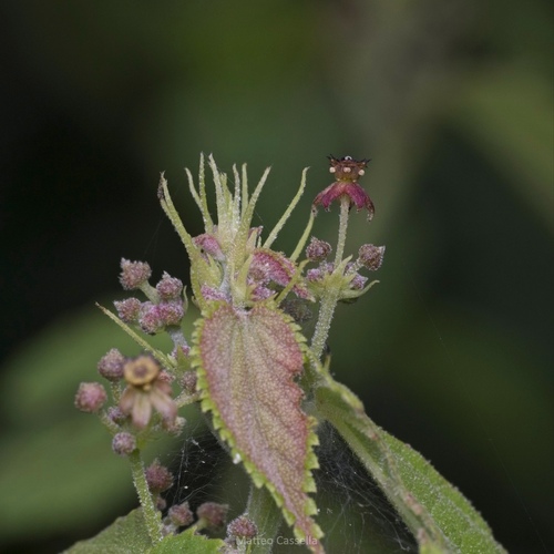 Ayenia abutilifolia (Ayenia abutilifolia)