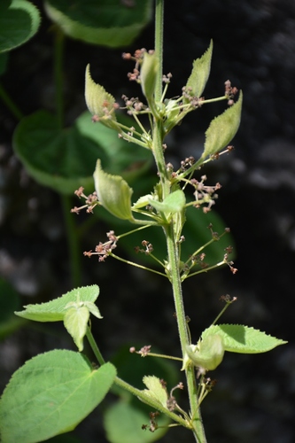 Ayenia abutilifolia (Ayenia abutilifolia)
