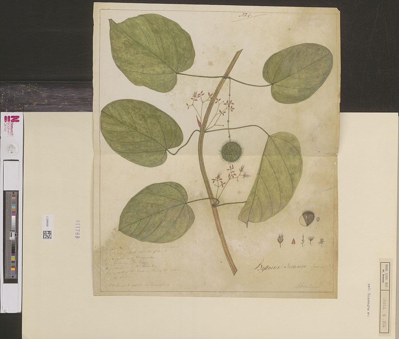Ayenia angulata: Byttneria javanica Spanoghe
