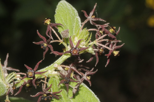 Ayenia berlandieri (Ayenia berlandieri)