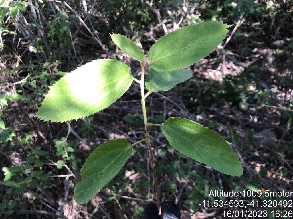 Ayenia blanchetiana (Ayenia blanchetiana)