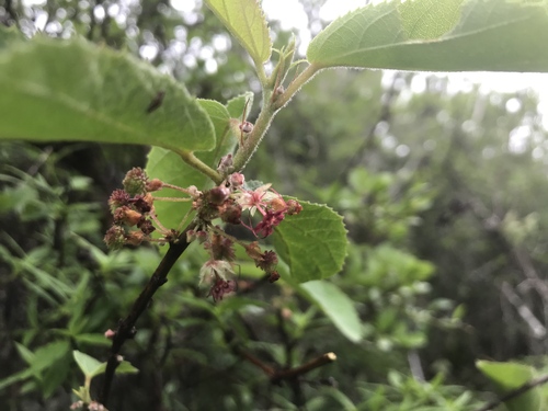 Ayenia blanchetiana (Ayenia blanchetiana)