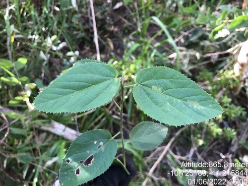 Ayenia blanchetiana (Ayenia blanchetiana)