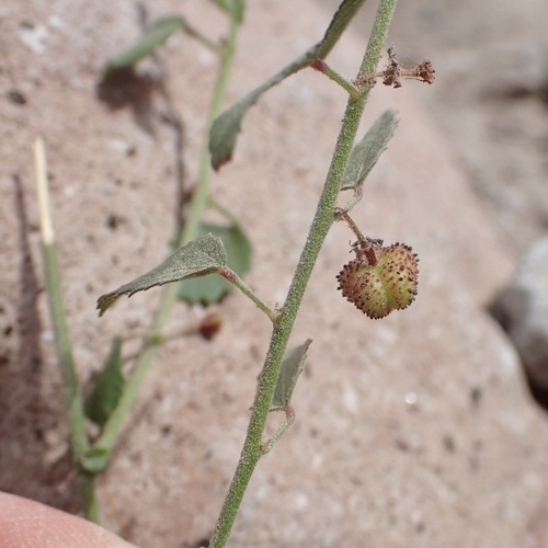 California ayenia (Ayenia compacta)