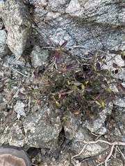 California ayenia (Ayenia compacta)