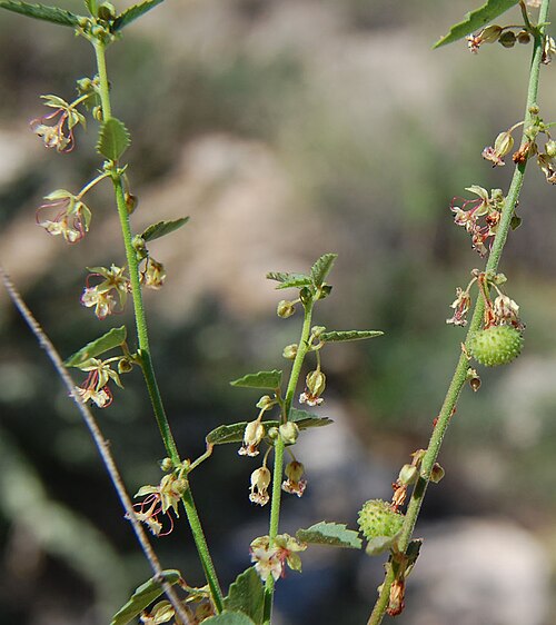 California ayenia: Ayenia compacta , California ayenia, Wickenburg Mountains, Yavapai Co., Arizona, USA