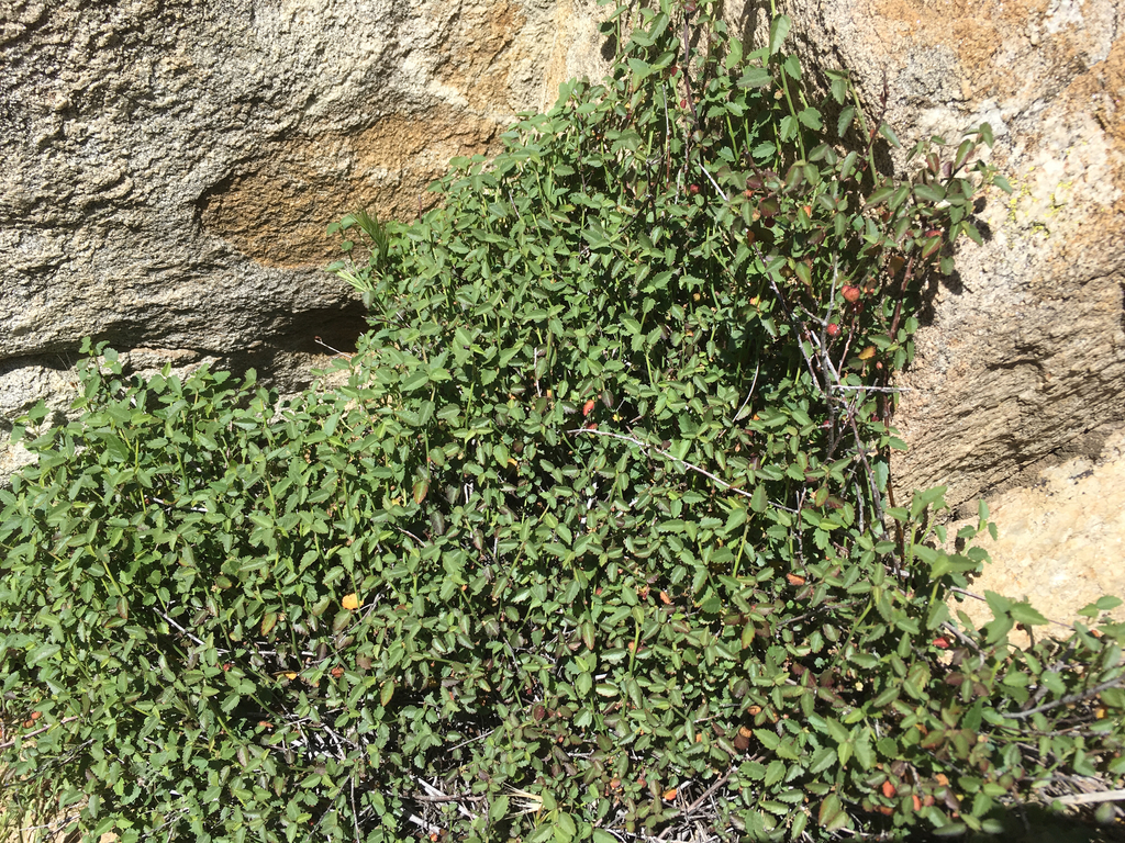 California ayenia (Ayenia compacta)