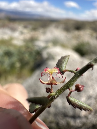 California ayenia (Ayenia compacta)