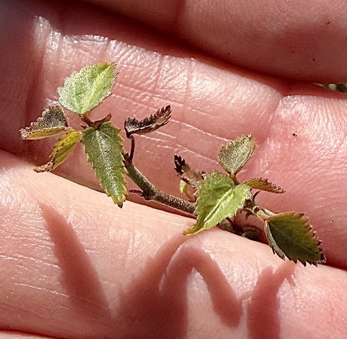 California ayenia (Ayenia compacta)