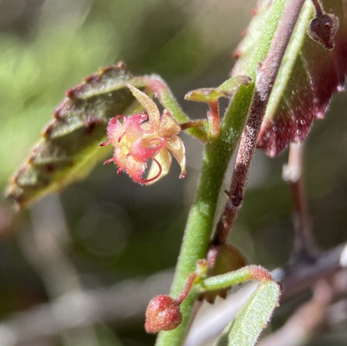 California ayenia (Ayenia compacta)
