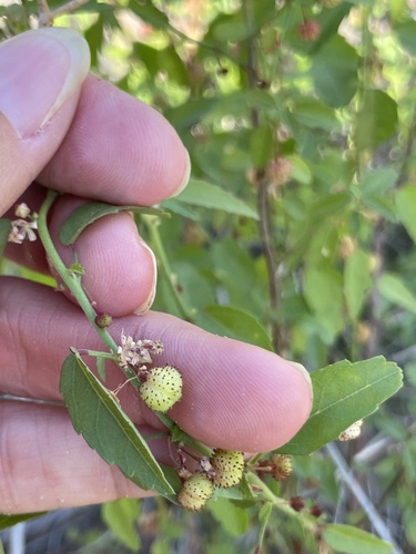 California ayenia (Ayenia compacta)