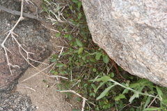 California ayenia (Ayenia compacta)