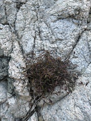 California ayenia (Ayenia compacta)