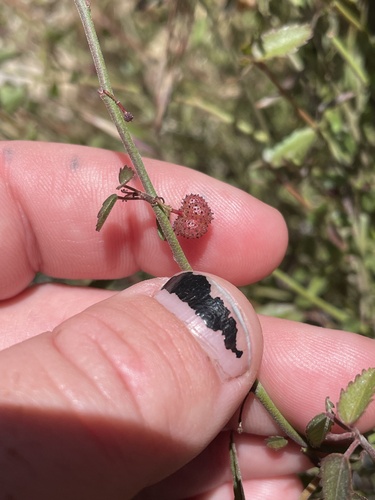 California ayenia (Ayenia compacta)