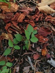Ayenia dentata (Ayenia dentata)