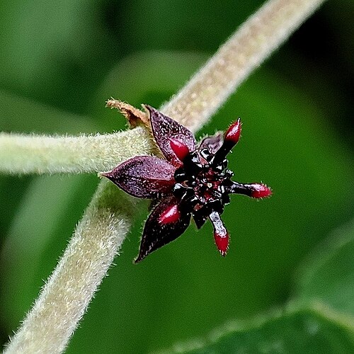 Ayenia divaricata: Ayenia divaricata, Corumbá, BR-MS, BR, 2025-01-30 (iNaturalist).