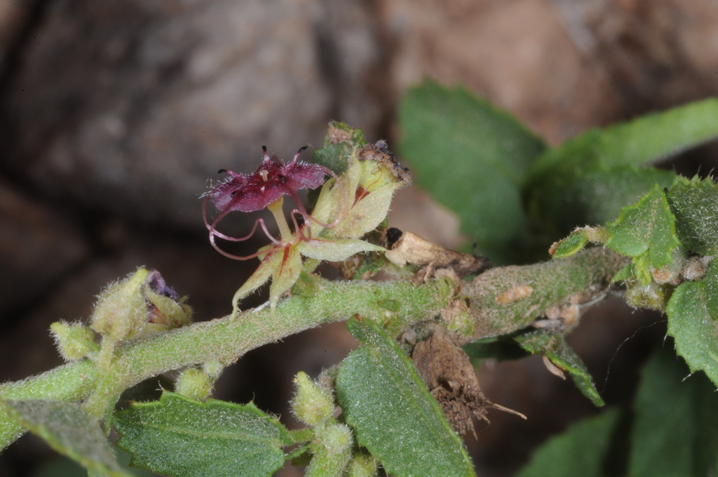 Ayenia eliae (Ayenia eliae)