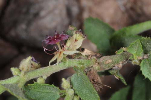 Ayenia eliae (Ayenia eliae)